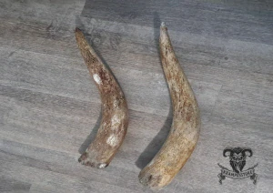 Kost z kravských rohů