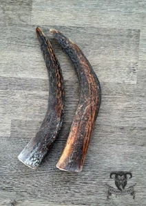 Rohy z jeleního paroží