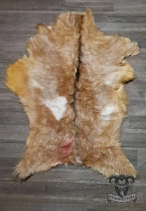 Světle hnědá koza