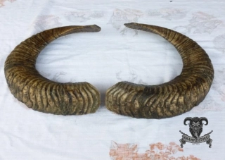 Muflon